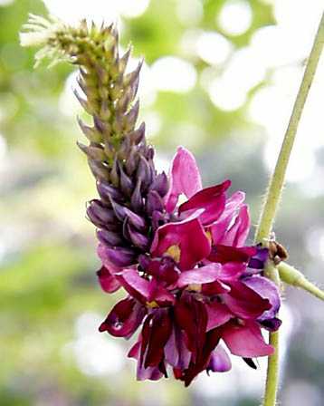 クズの花 土のうた