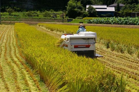 土のうた:早くも稲刈り 早場米