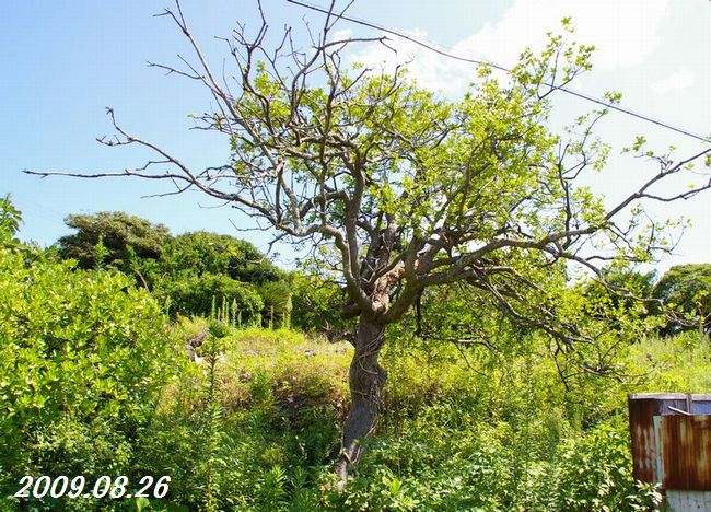 マサキ 大往生 土のうた