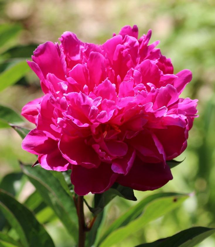 シャクヤク 土のうた