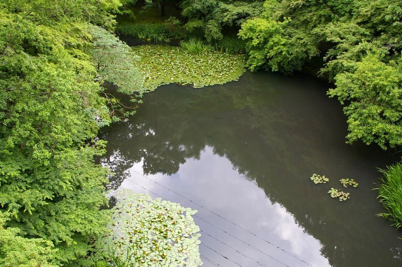 カエデを上から見る 土のうた