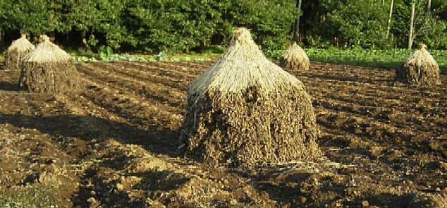落花生畑 3 に個性を見る 土のうた