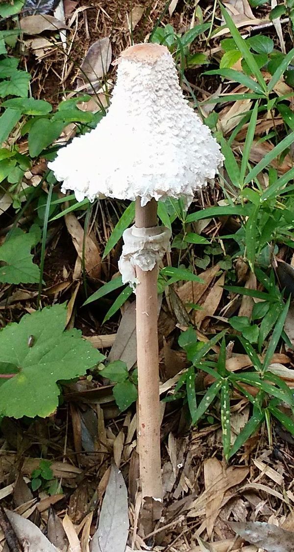 オオシロカラカサタケ 土のうた