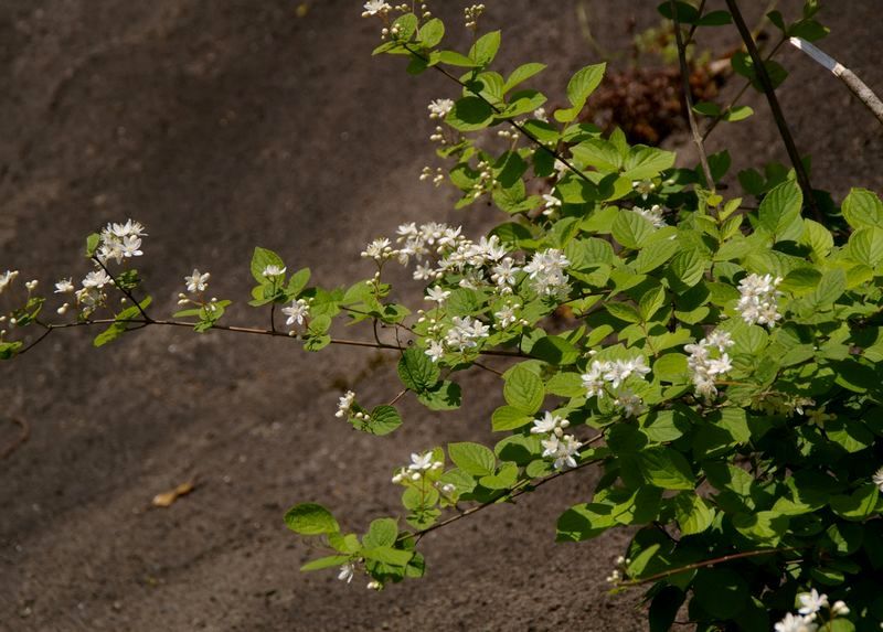 うの花 5 マルバウツギとサワフタギ 土のうた
