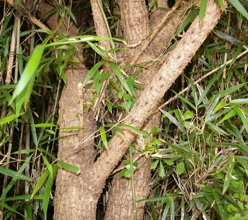 ウコギ 脇役は主役 土のうた ウコギ 脇役は主役 土のうた