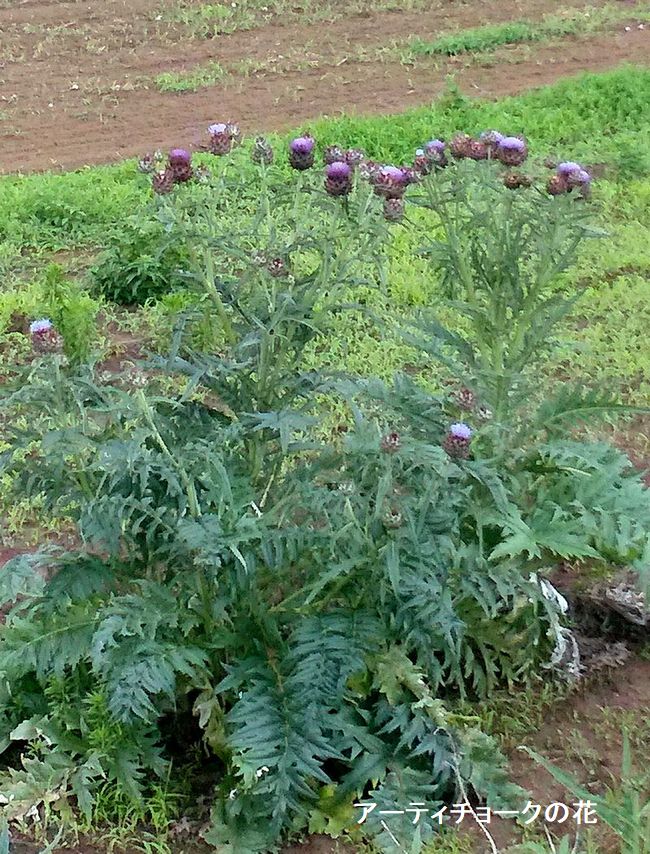 ゴボウの花と仲間 土のうた