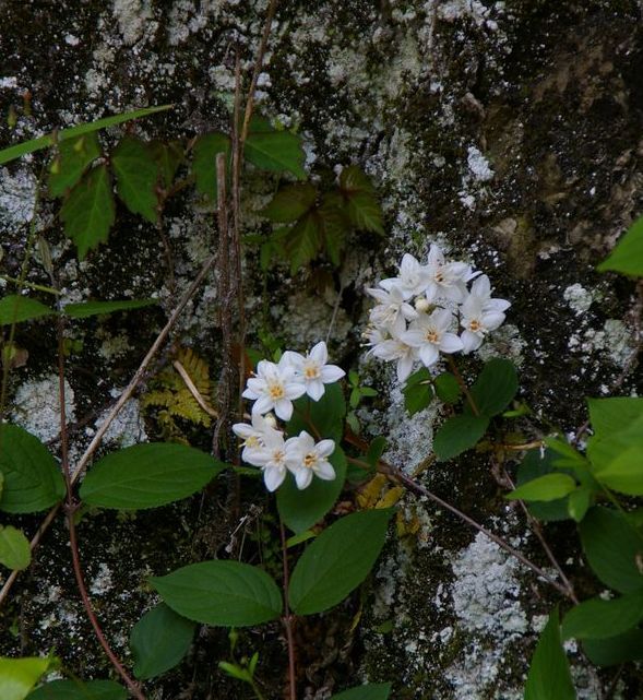 うの花 5 マルバウツギとサワフタギ 土のうた