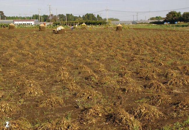 落花生 ぼっち 土のうた