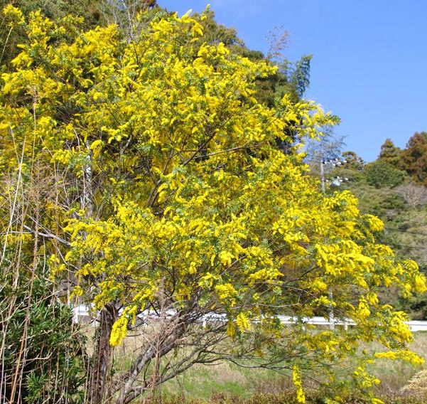 ミムラさま売約済み かんざし〈春のミモザ×薄花桜〉 無くせ ミムラさま売約済み かんざし〈春のミモザ×薄花桜〉 無くせ