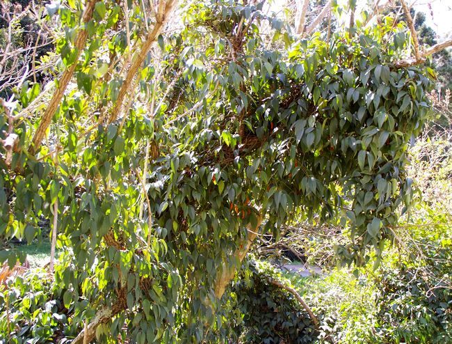 フウトウカズラ 土のうた フウトウカズラ 土のうた