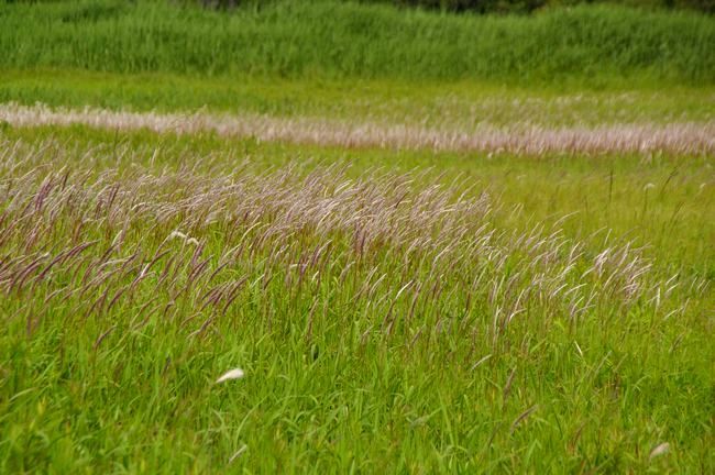 チガヤ 群落 61 土のうた チガヤ 群落 61 土のうた