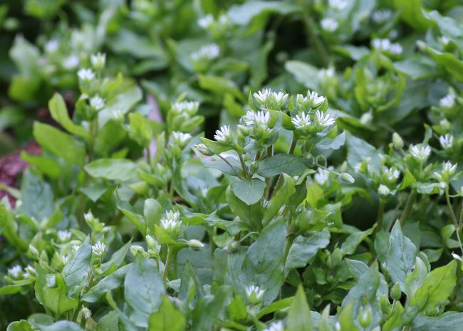ひよこ草 群落 65 土のうた ひよこ草 群落 65 土のうた