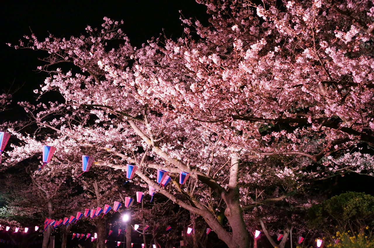 桜撮影 衣笠山公園編 Y N O 日記 桜撮影 衣笠山公園編 Y N O 日記