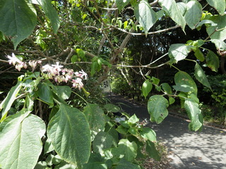 IMGP0641TR