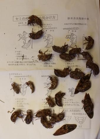 セミ の 抜け殻 種類 セミ の 抜け殻 種類