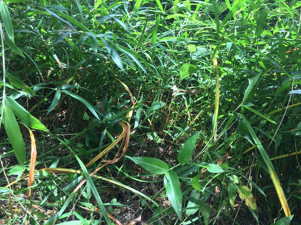 やっと くぬぎの林園路の草刈り終了と竹のドラム缶炭焼き 森でのできごと やっと くぬぎの林園路の草刈り終了と竹のドラム缶炭焼き 森でのできごと