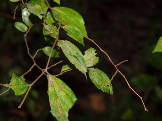 PA230258