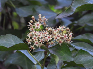 ⑤DSCN5671-tcs_1