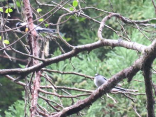 エナガとシジュウカラ