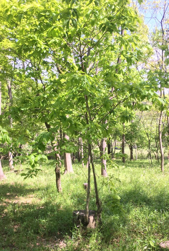 クヌギの林は森の恵み/秋の草刈り完了 : 森でのできごと
