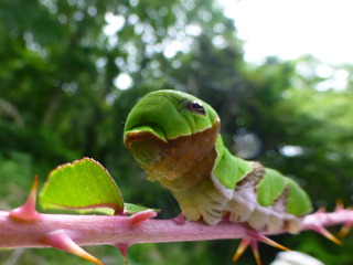 クロアゲハ幼虫4