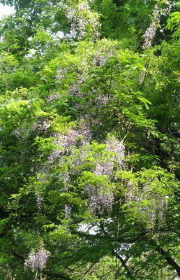 森20120508