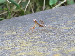 ハラビロカマキリ1幼虫