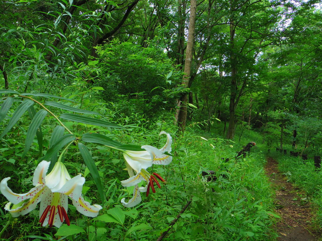 クヌギの林は花ざかり 森でのできごと