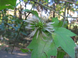 ⑥IMG_5891-t_1