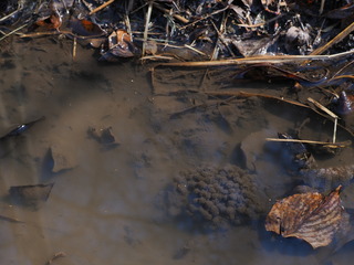 P2120442TR