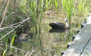 ヘイケの湿地にカルガモ2羽