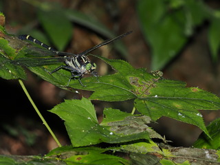 P7200134TR
