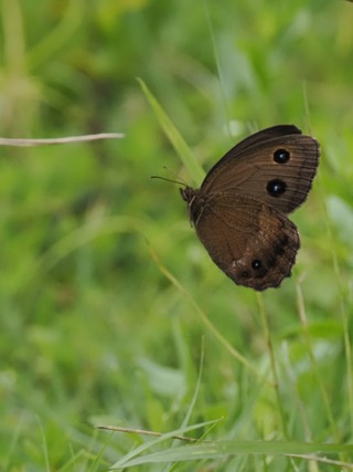 P6230692TRs