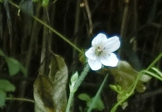 CIMG7994