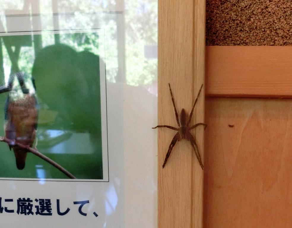 春の一日 クモとサクラ 森でのできごと 春の一日 クモとサクラ 森でのできごと