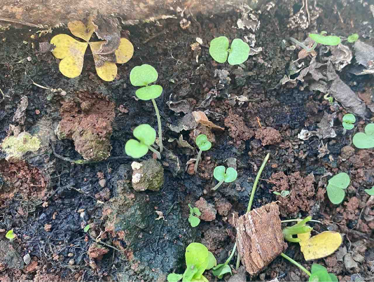 紫蘇の二葉 陽はすでにカンジス川から