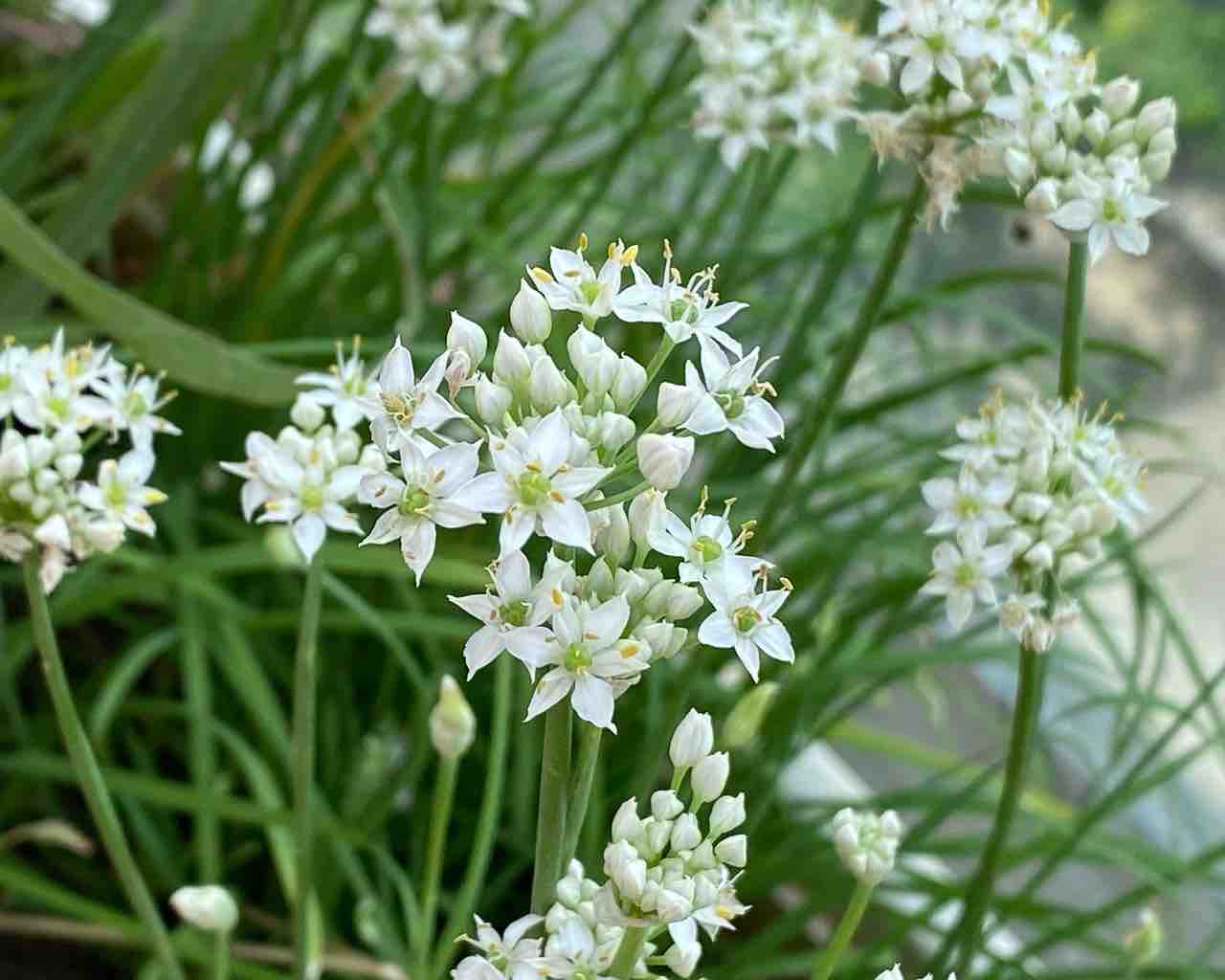 デリーのプランターで咲く韮の花 陽はすでにカンジス川から