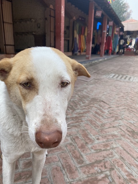 2E050125-1953-4706-A241-22C39FD45873