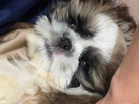 夫婦の間に天使がひとり🪽 〜犬って、犬って😭〜