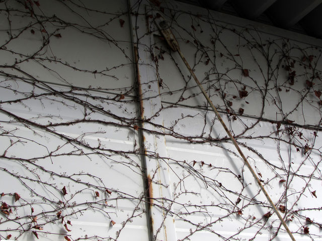 虫 近所で見かけたイモムシ 毛虫 写真あり ご近所撮影紀行 空から地上から