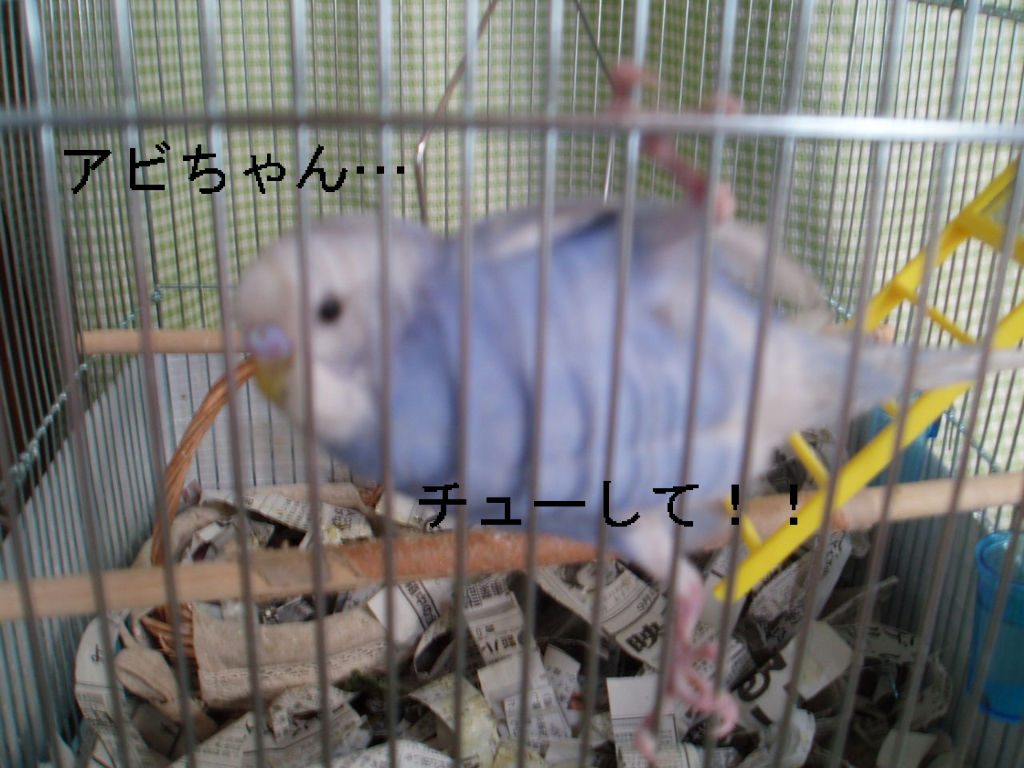 ピーちゃんの会話集 続 キュートなインコのピーちゃん ピーちゃんの会話集 続 キュートなインコのピーちゃん