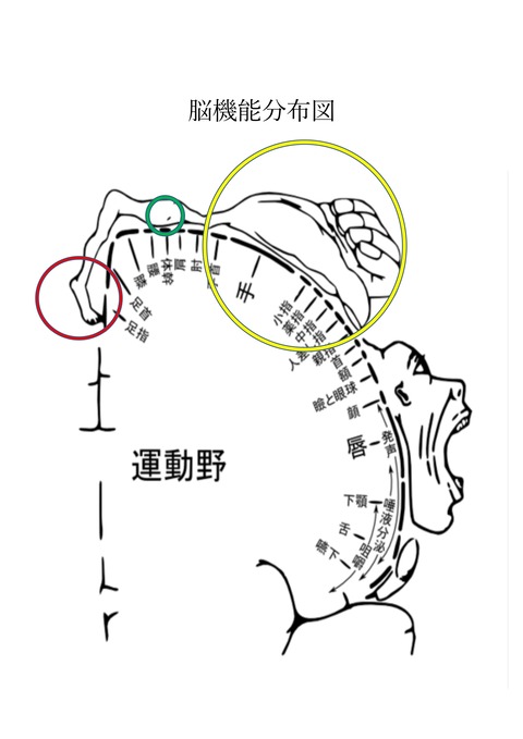 脳機能分布図_page-0001
