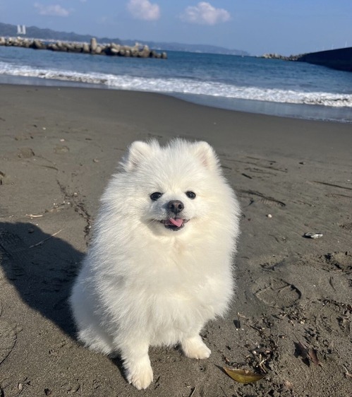 ����ԤäƤ��ޤ�����