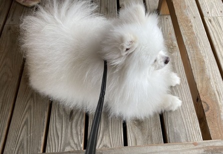 �������Ԥ�