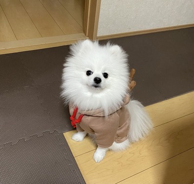 ���ꥹ�ޥ����ͤΰ���