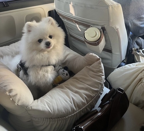 ���ѥ����ȥ٥���դ��Ƥޤ���