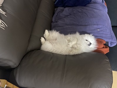 ���դ��줿