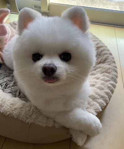 ���ޡ����åȤ˹ԤäƤ��ޤ�����