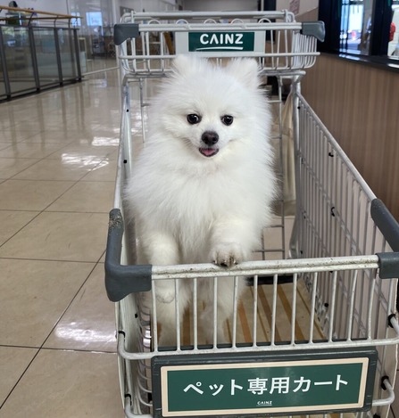 �ޤ��ޤ������󥺥ۡ���Ǥ���