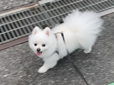 ����γڤ��ߣ�